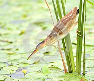 Yellow tail Jian