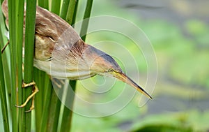 Yellow tail Jian