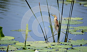 Yellow tail Jian catch fish