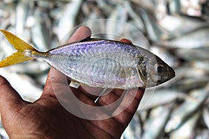 yellow tail scad fish in hand in nice blur fishy background