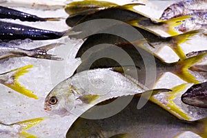 Yellow tail scad fishes Atule mate in thai supermarket nicely arranged in a row on ice - Thailand