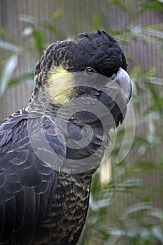 Yellow tailed black cockatoo