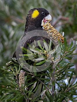 Yellow-tailed Black Cockatoo