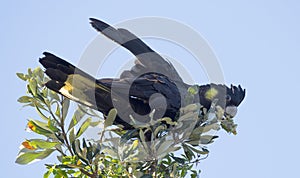 Yellow tailed black cockatoo