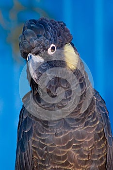 Yellow-Tailed Black Cockatoo