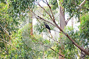 Yellow-tailed black cockatoo