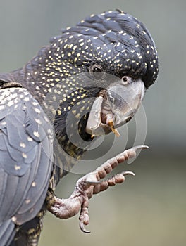 Yellow tailed black cockatoo