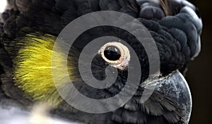 Yellow-tailed Black-cockatoo