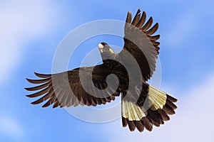 Yellow-tailed Black-Cockatoo in air with full wingspan