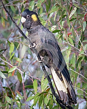 A yellow-tailed black cockatoo on a bright sunny morning in Sydney, Australia.