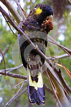 Yellow-tailed black cockatoo eating a nut