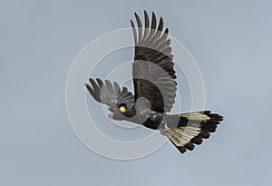 Yellow tailed Black Cockatoo in flight.