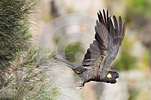 Yellow-Tailed Black Cockatoo In Flight photo