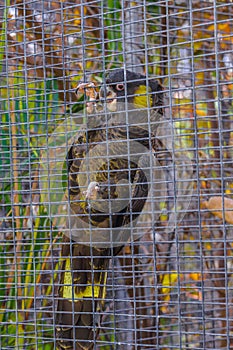 Yellow-tailed Black Cockatoo parrot sitting on a branch in Puert