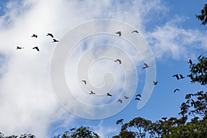 Yellow-tailed Black Cockatoo`s