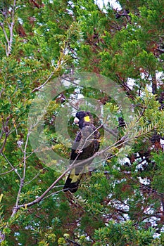 Yellow-tailed black cockatoo sitting in a tree