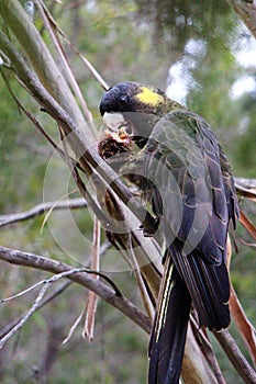 Yellow-tailed black cockatoo sitting in a tree having breakfast
