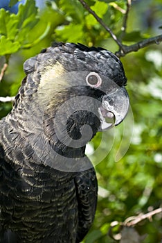 Yellow Tailed Black Cockatoo in Tree photo