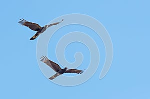 Yellow-tailed black cockatoo (Zanda funerea) in flight