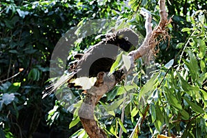 Yellow-tailed black cockatoo (Zanda funerea) sitting on a tree branch : (pix Sanjiv Shukla)