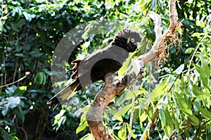 Yellow-tailed black cockatoo (Zanda funerea) sitting on a tree branch : (pix Sanjiv Shukla)