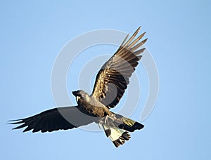 Yellow Tailed Black Cockatoos