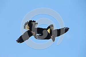 Yellow Tailed Black Cockatoos