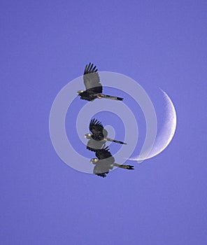 Yellow tailed black cockatoos.