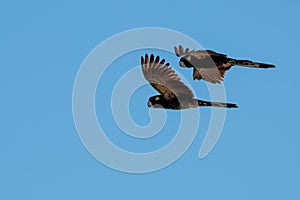 Yellow-tailed black cockatoos flying in the blue sky