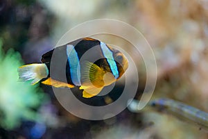 Yellow-tailed clownfish Amphiprion clarkii