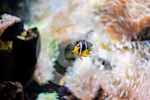 Yellow-tailed clownfish Amphiprion clarkii from the Pomacentridae family