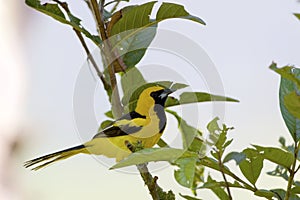 Yellow-tailed Oriole 843964