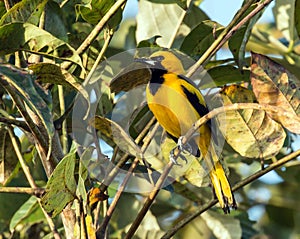 Yellow-tailed Oriole Icterus mesomelas ,Panama