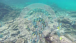 Yellow-tailed Surgeonfish feeding in Galapagos National Park, Ecuador