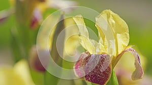 Yellow tall bearded iris. Iris variegata. Spring or early summer flowers. Slow motion.