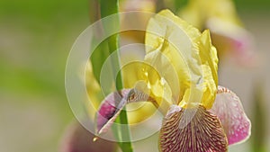 Yellow tall bearded iris. Iris variegata. Spring or early summer flowers. Slow motion.