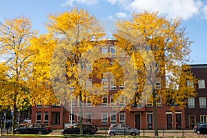 Yellow tall trees near a red brick building in autumn. Parked cars near the fence