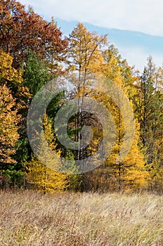 Yellow Tamaracks in the Fall