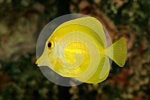 Yellow Tang