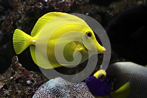 Yellow tang