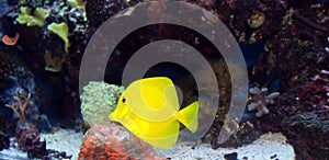 Yellow Tang