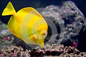 Yellow Tang photo