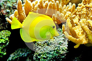 Yellow tang