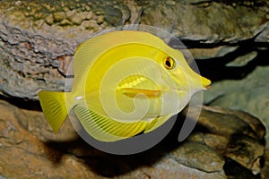 Yellow Tang