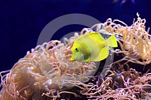 Yellow tang