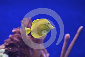 Yellow Tang 2