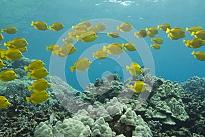 Yellow Tang photo