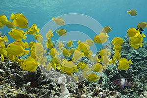 Yellow Tang photo