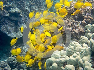 Yellow tang