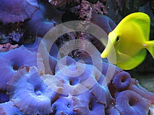 Yellow Tang